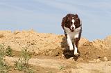 BORDER COLLIE 470